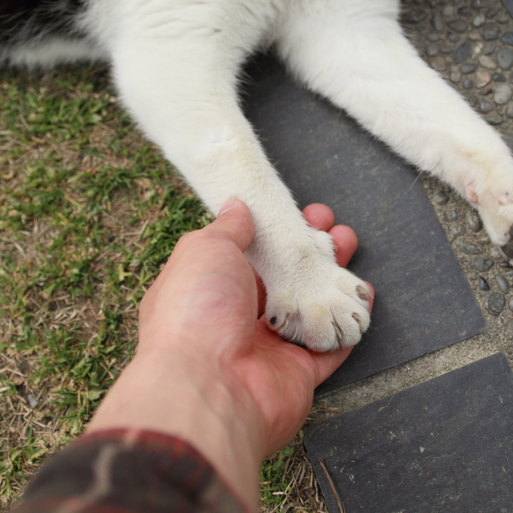Shake hands with...