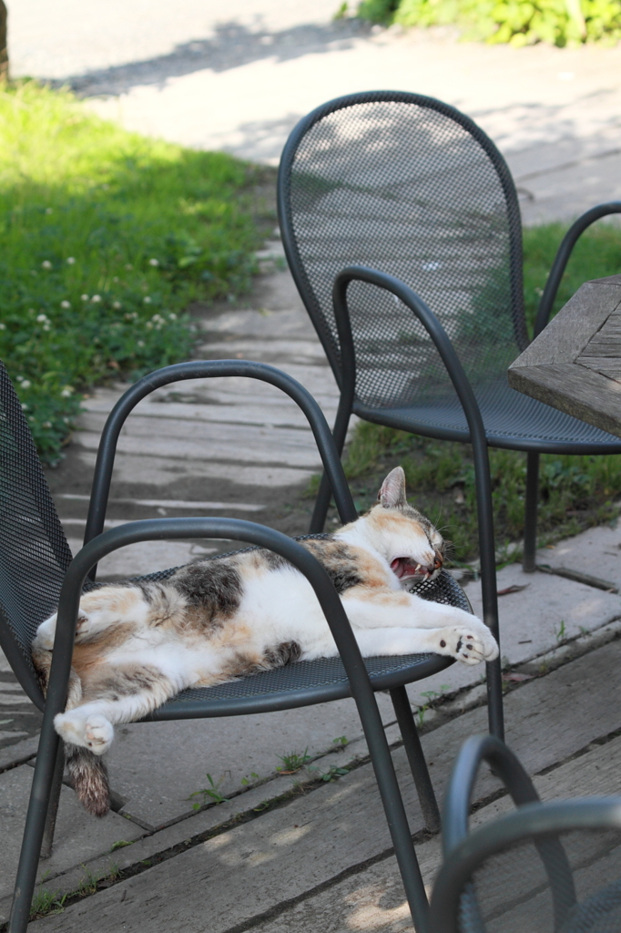 警戒心のカケラも無い猫 その1