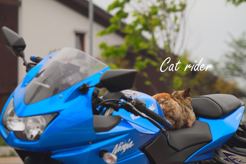 Cat rider
