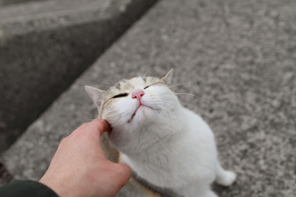 【妹猫】とても人懐こい(^^)