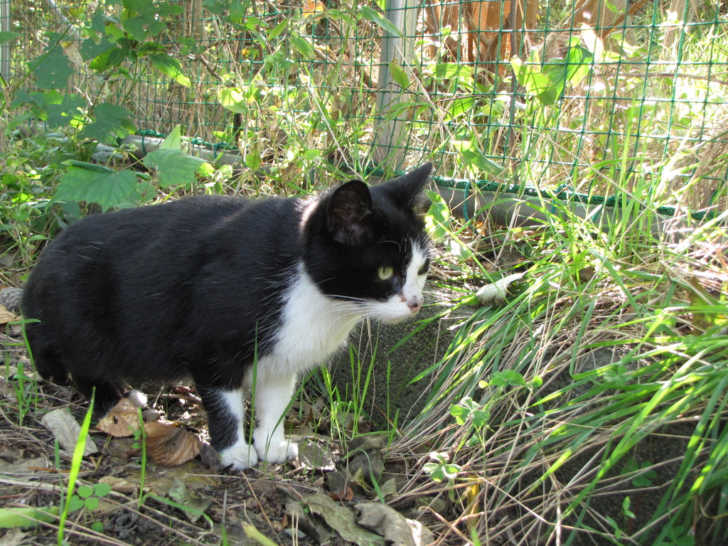 野良ねこ