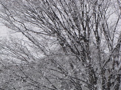 降雪