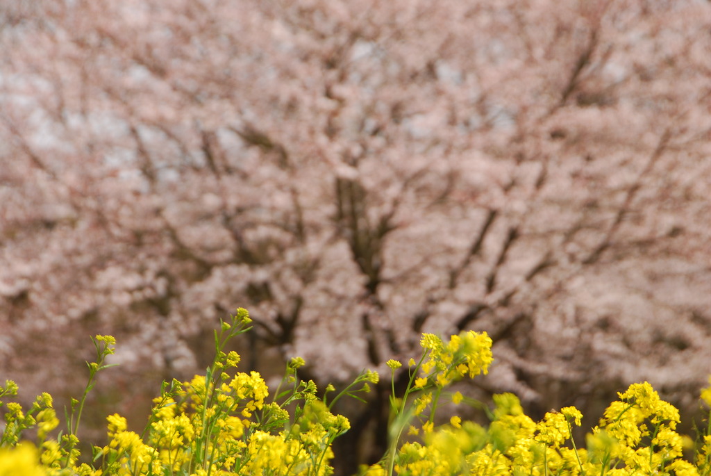 菜の桜