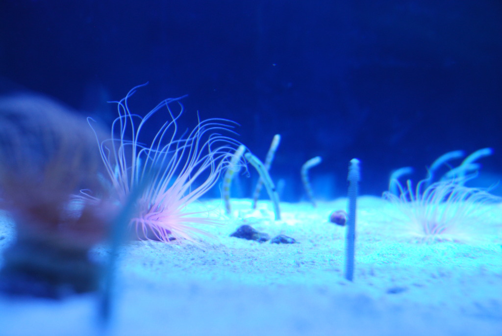 Conger eel