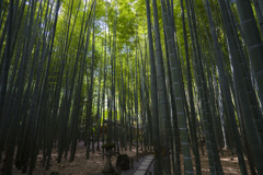 竹の寺・報国寺2（鎌倉）