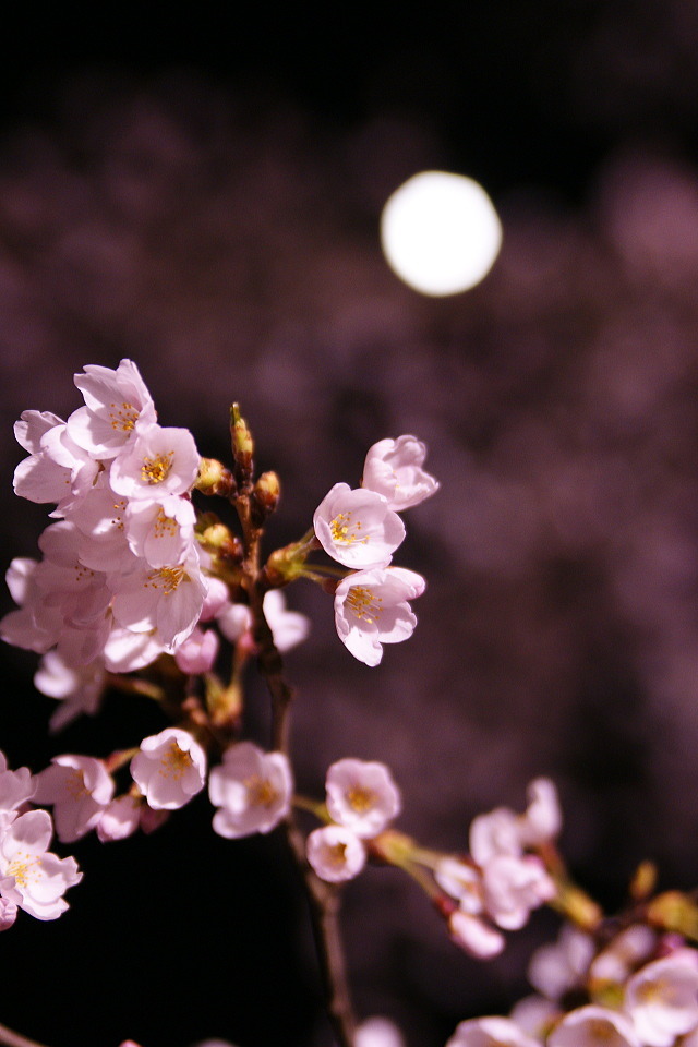 Cherry blossom - in pink
