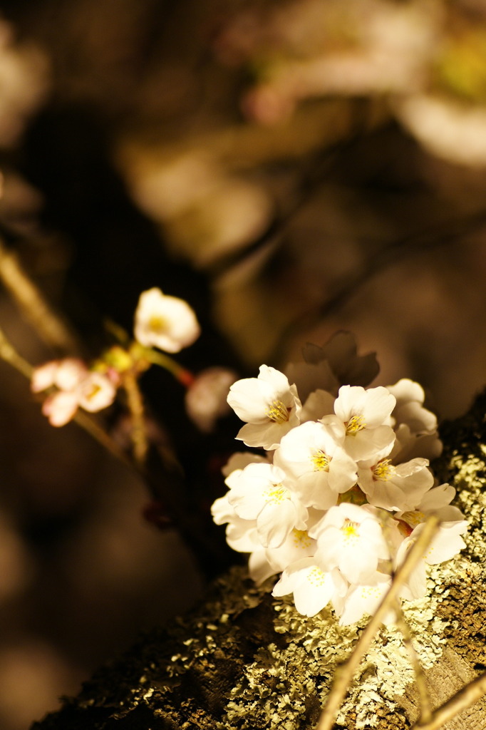 桜　照らされて