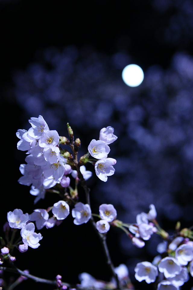 Cherry blossom -  in blue