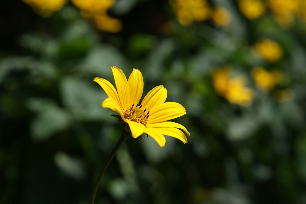 高原で撮ったけど、その辺にある花(^_^；