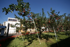 リンゴ並木で収穫だぁ～