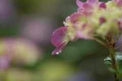 雨上がりの雫