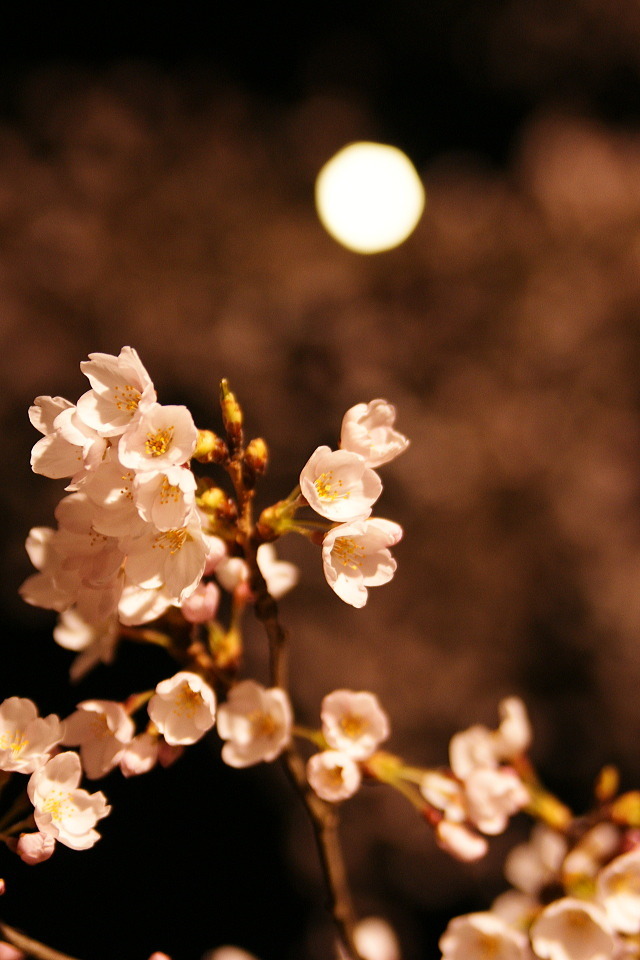 Cherry blossom - in orange