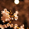 Cherry blossom - in orange