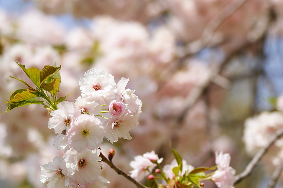 連休の桜