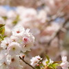 連休の桜