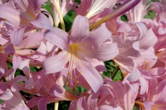 桃色の花