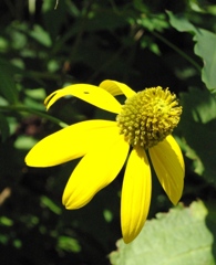 黄色の花