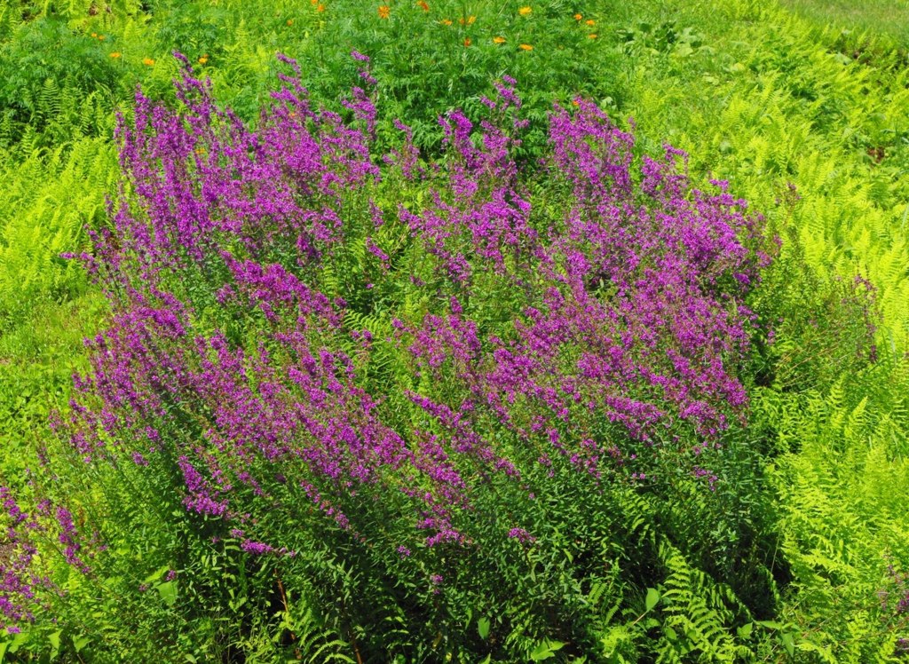 花園
