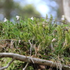 大台ケ原で出会った植物