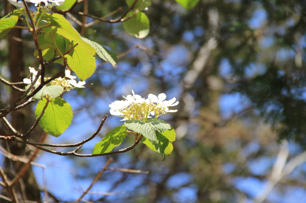 大台ケ原で出会った植物