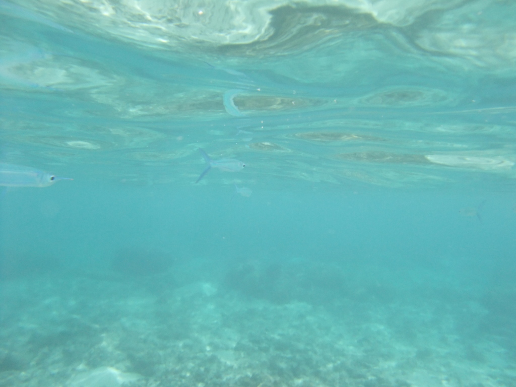 透明な魚
