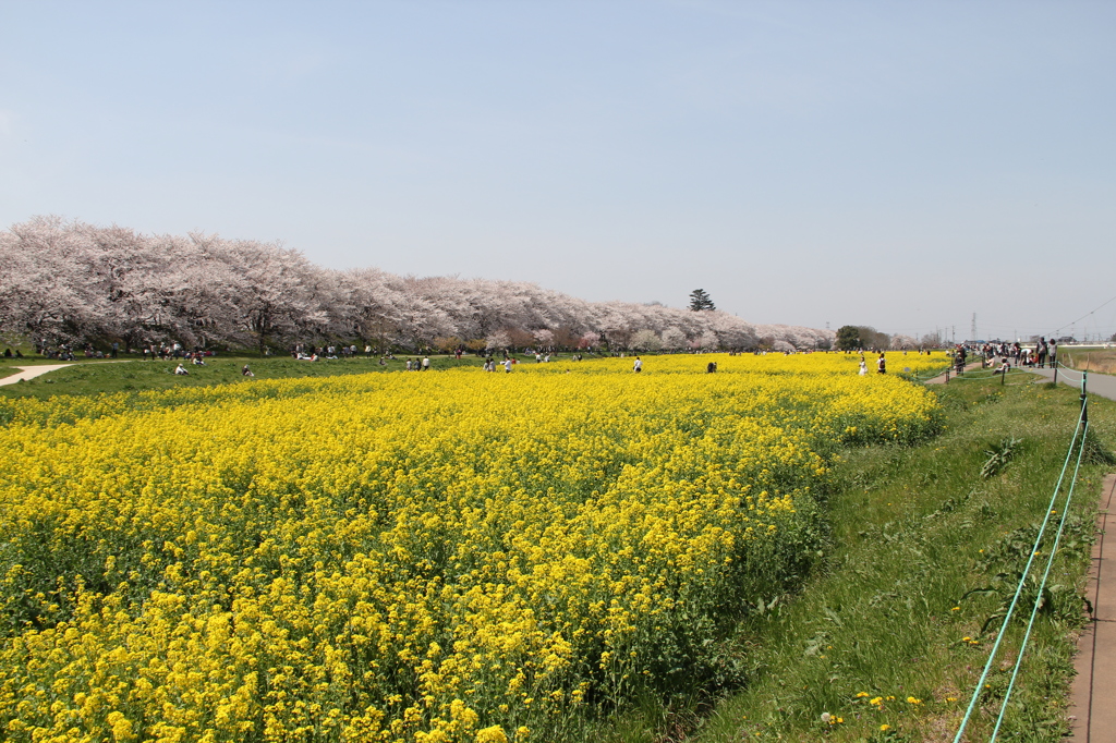 権現堂の桜並木