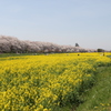 権現堂の桜並木