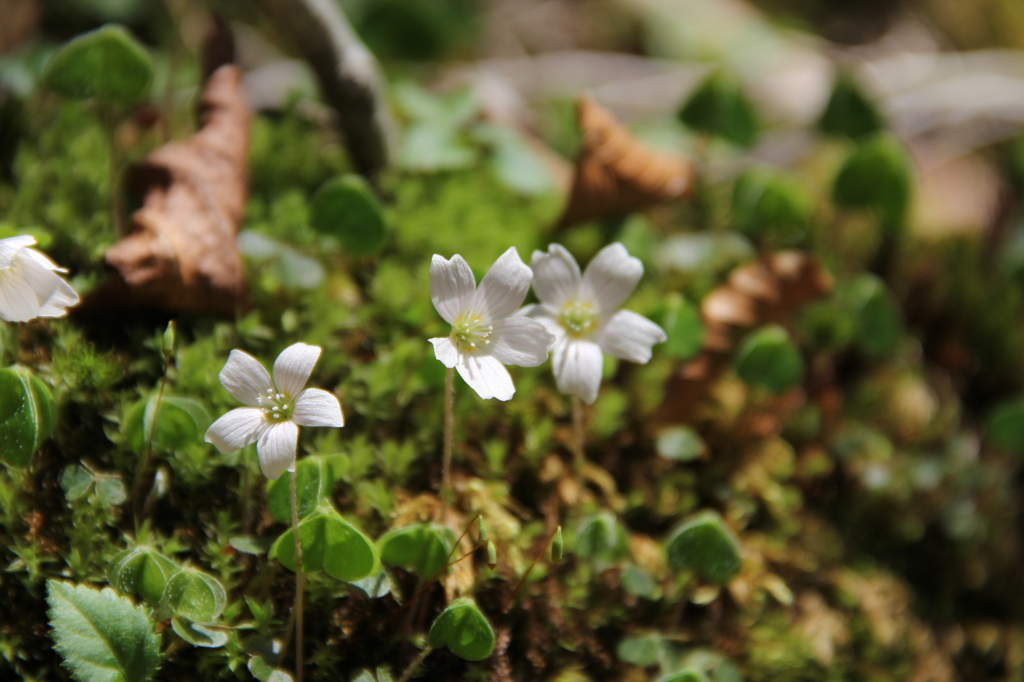 大台ケ原で出会った植物