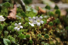 大台ケ原で出会った植物