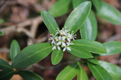 大台ケ原で出会った植物