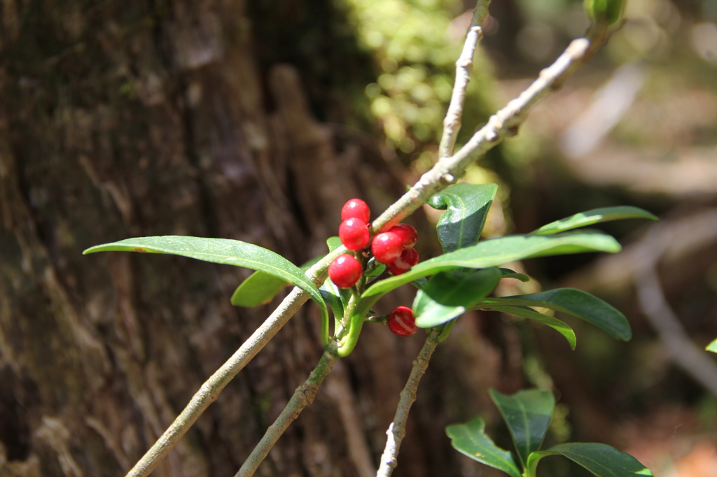 大台ケ原で出会った植物