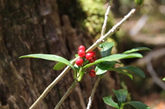 大台ケ原で出会った植物