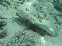 白い魚！