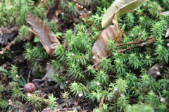 大台ケ原で出会った植物