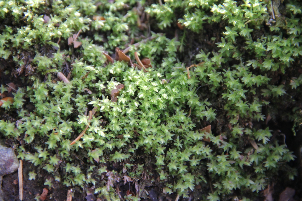 大台ケ原で出会った植物