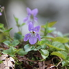 大台ケ原で出会った植物