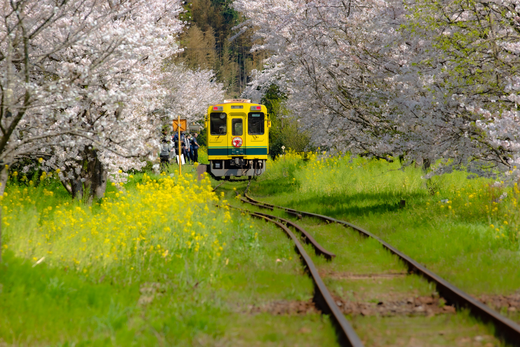 春色列車