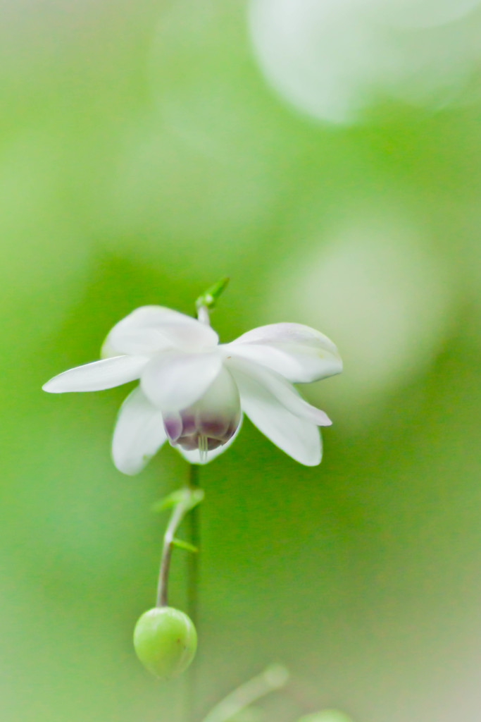 Fairy ～恋の予感～