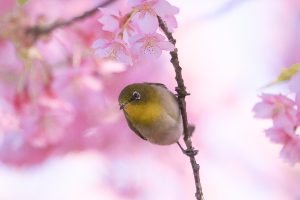 君に逢いに・・・