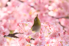 聞こえて来るのは春の声♪