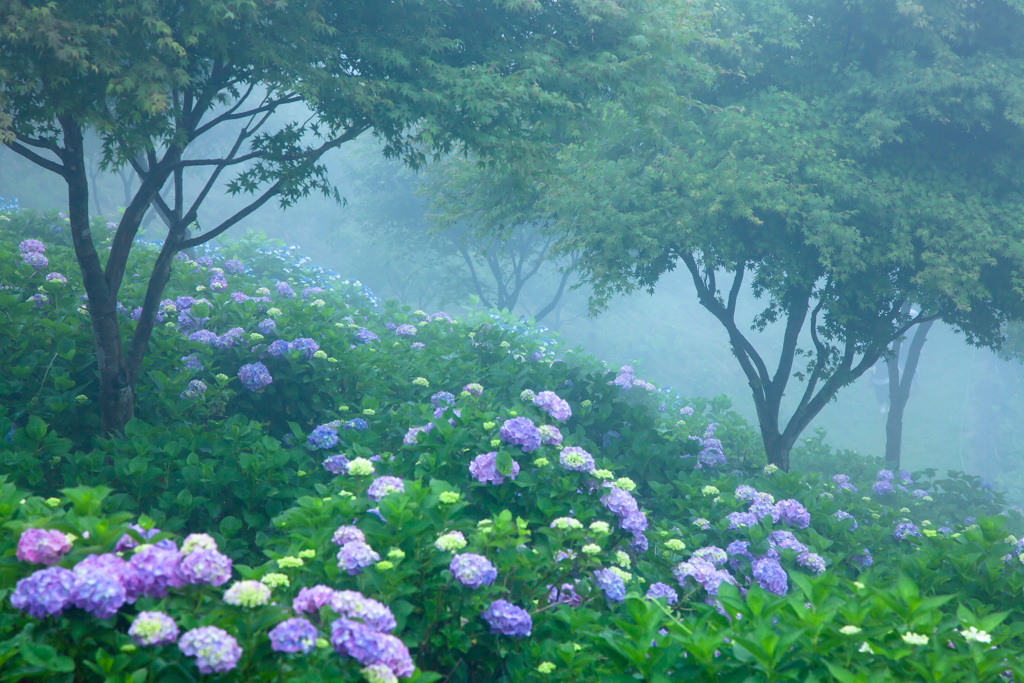 雨に唄う