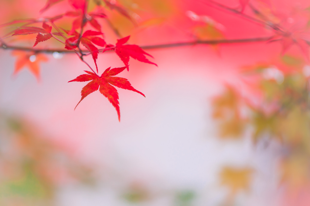 恋心～秋色に染まりて～