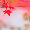 恋心～秋色に染まりて～