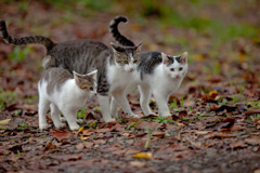 子猫の社会見学♪