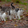 子猫の社会見学♪