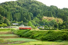 新緑の頃・・