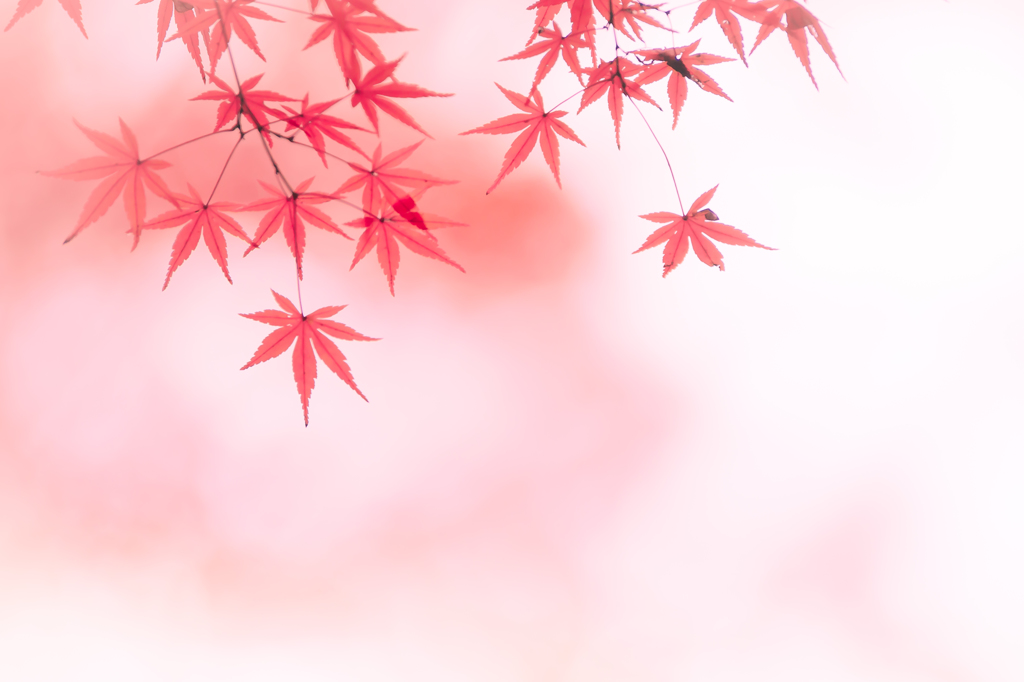 儚い恋の始まり By 彩花 Id 写真共有サイト Photohito