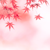 儚い恋の始まり
