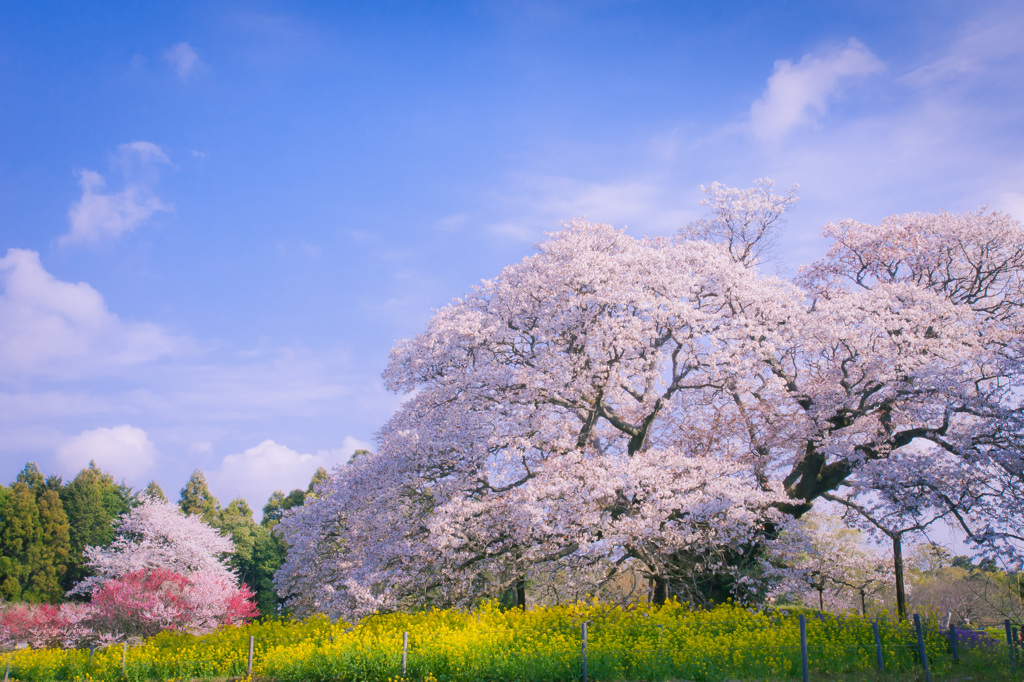 sakura～300年の時を超えて～