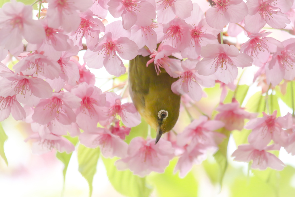 春を呼ぶ声